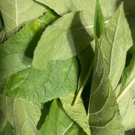 Fresh bitter leaf 2.5oz for variety of ailments e.g. diabetes